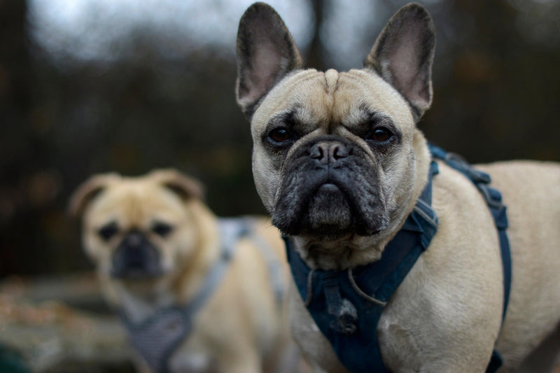 Pet Harness
